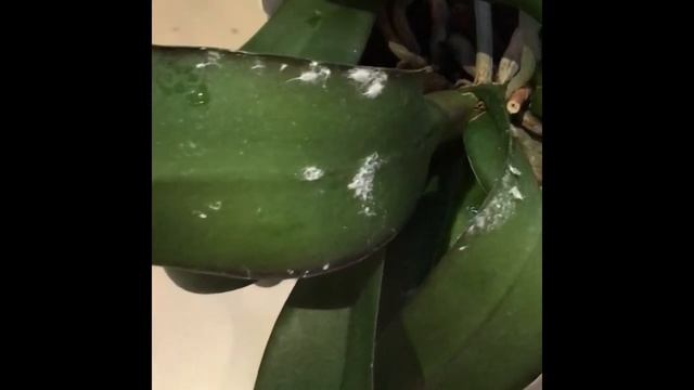 Осторожно! Мучнистый червец на орхидеях! смотреть онлайн