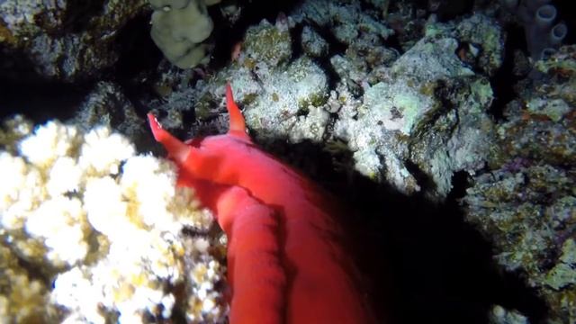 Ночные обитатели Красного моря. Underwater world at night. смотреть онлайн