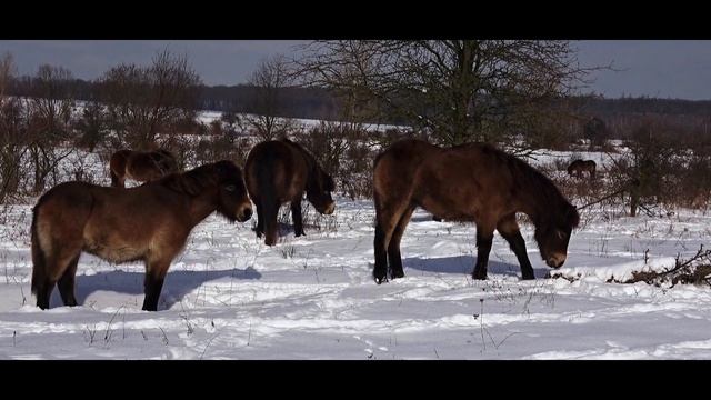 Milovice pod sněhem- Milovice under the snow смотреть онлайн