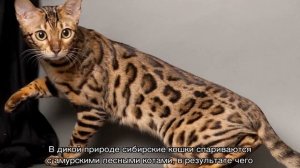 Пятнистая кошка — примеры пород и их названия