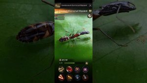 the ants underground kingdom бамбуковый изогнутый муравей порядок прокачки, чем он хорош