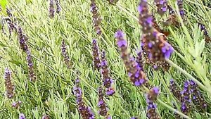 КАВКАЗСКИЙ ЗАПОВЕДНИК   Бражник-нетопырь полёт в замедленной съёмке.