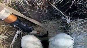 Утка прет дуром - садится прям в скрадок! Охота с папой на полосе.  Охота на утку 2023 Охота с папо