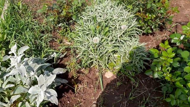 Розы в моем саду . Очередная подкормка. Просто просмотр роз. Скоро цветение . смотреть онлайн