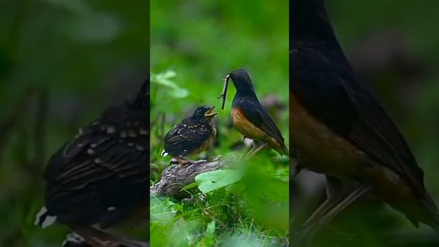 How the cute bird🐧 feeding  the sick bird.They teach a lesson to the human beings.