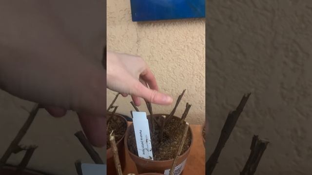 Как сейчас выглядят гортензии серии Пан перед отправкой #гортензиякупить смотреть онлайн