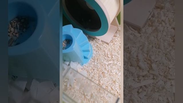 Как приручить хомяка к рукам?/Ручной хомячок ?