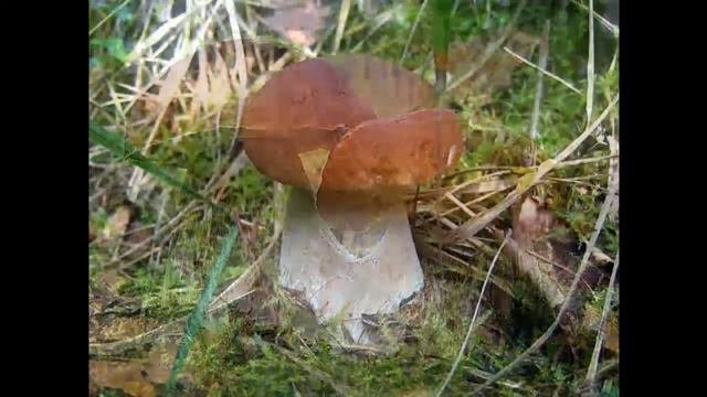 ХИТРЫЕ ГРИБЫ читают дети