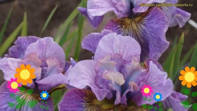 Ирис сибирский Кареллес сали. Краткий обзор, описание характеристик iris sibirica Careless sally