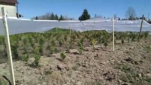 Мы защищаем туи от солнца