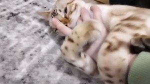 КОТОстрофа