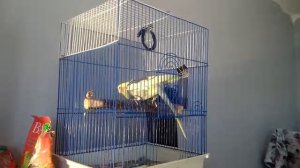 корелла странно чирикает