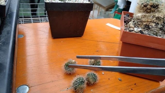 Как быстро погибают кактусы.Ревизия на кактусных полках..РЕБУЦИИ.