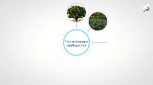 Дикорастущие растения как возобновляемый природный ресурс. Технология 8 класс