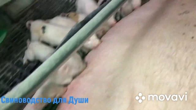 Вес поросят в 7 и 22 дня! смотреть онлайн