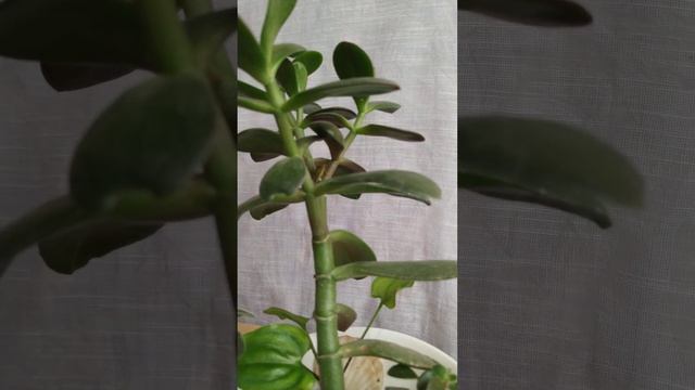 Клоп черепашка. смотреть онлайн