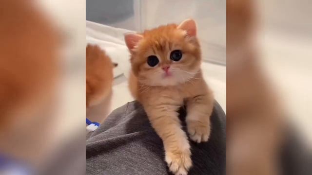 funny and cute cat 🐱Funny and Cute Moment of the cats #8