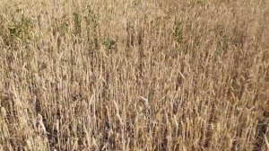 поздний посев озимой пшеницы  развитие в условиях засухи  результаты