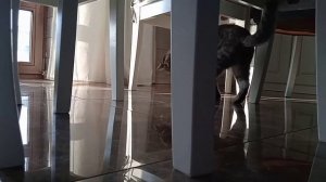 Ракушки из ТВОРОГА и БАНАНА / Рецепт печенья с корицей, без яиц / Рецепты PIONA