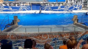 Дельфинарий в Белеке, Турция. Стоит ли в него сходить?