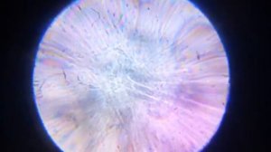 РАССМАТРИВАЕМ ОБЫЧНЫЕ ПРЕДМЕТЫ ЧЕРЕЗ МИКРОСКОП 2