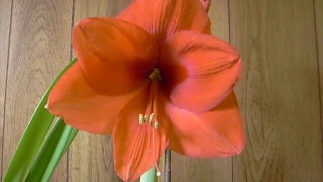 Amaryllis Bulb Gold Medal Hippeastrum смотреть онлайн