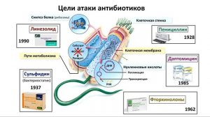 12.3 Размножение - вирусы и бактерии (9 или 10-11 класс) - биология, подготовка к ЕГЭ и ОГЭ 2018