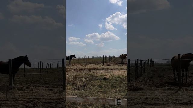 Время к обеду. Кормление на левадах