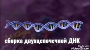 Жизненный цикл вируса