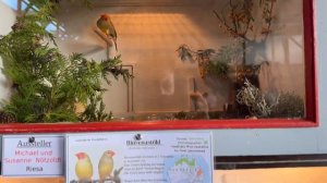 Выставка птиц/ Германия/ Поздние Переселенцы