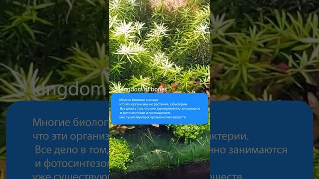 Растения во времена динозавров  #интересныефакты #научныефакты