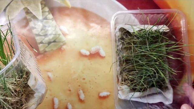 Проращивание зерен. 5 часть