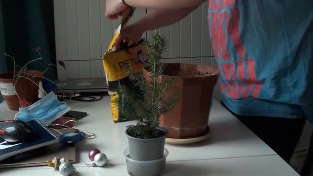 Пересаживаем Ёлку. / Что то пошло нет так…. смотреть онлайн