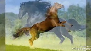 Какая ты лошадь по знаку зодиака, тест