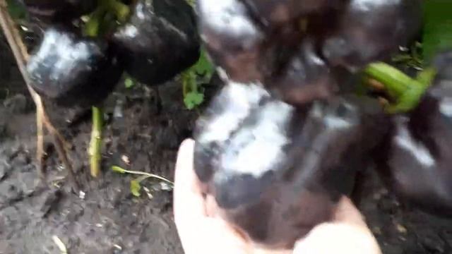 Перец  сорт Чёрный конь - сладкий тёмно - фиолетовый богатырь.  Экспресс  обзор