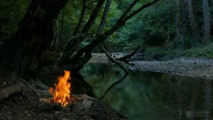 Почему желтеют листья у каланхоэ цветущего?