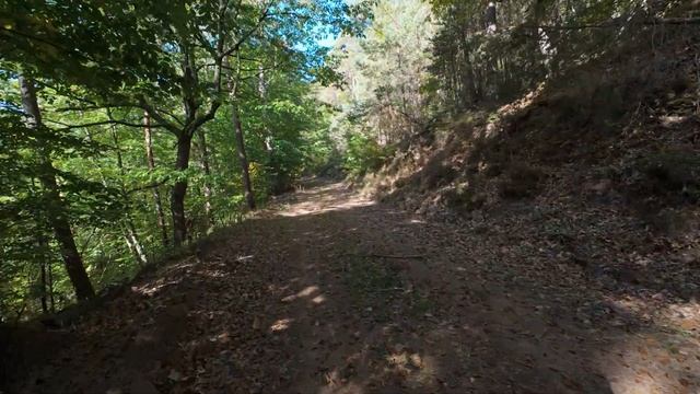 Virtual Walk Forest Hike | 4K UHD Stereo Audio | no Music | 16