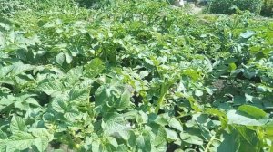 Среднеранний сорт картофеля Брянский деликатес