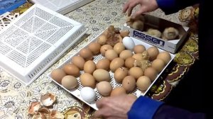 Выведение цыплят. Часть-5 (появление на свет птенцов)