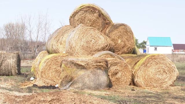 Нурлат районында быел 20гә якын кеше “Агростартап” программасында катнашырга теләк белдергән смотреть онлайн