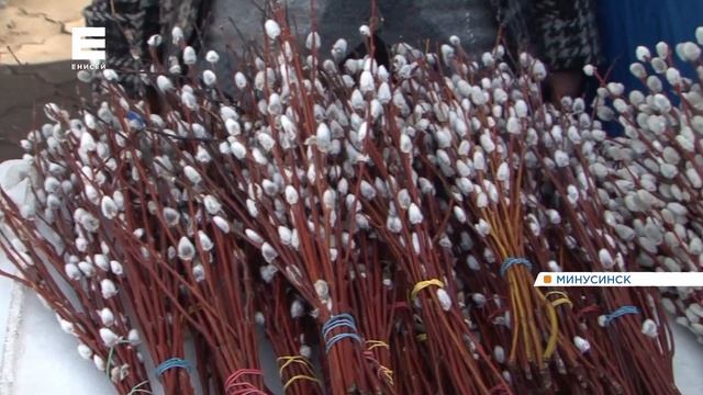 На юге края вербу варварски обдирают для продажи в преддверии праздника смотреть онлайн