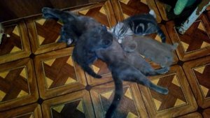 кошка после родов прощается с котятами