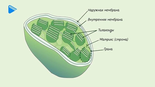 9 класс - Биология - Клеточная теория. Строение клетки