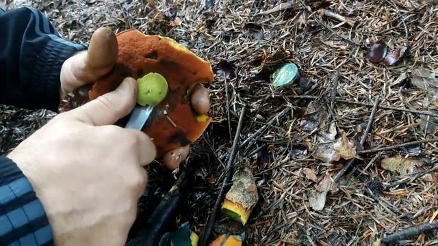 ВОТ ТАК ВЫГЛЯДИТ ГРИБ ПОДДУБНИК / Грибы Черного Леса