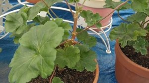 КТО ПОКУПАЕТ ДОРОГИЕ СОРТА ПЕЛАРГОНИИ