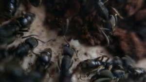 Зимовка муравьев вида Camponotus vagus