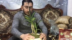 Посадка орхидеи дендрофаленопсис и каттлея в грунт для орхидей ZeoFlora!