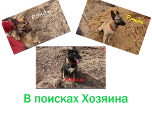 В поиске Хозяина