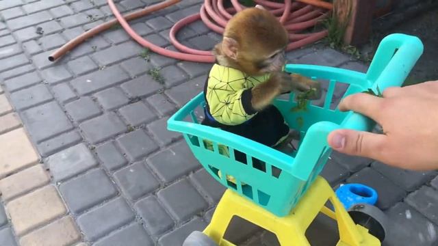 Тепер у Марточки ЛИЧНЫЙ ТРАНСПОРТ. Ну что можно и за покупками!))) Обезьяна Марта