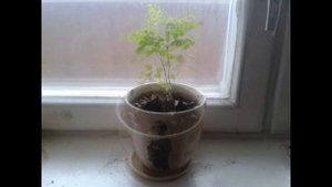 Выращиваем Акацию